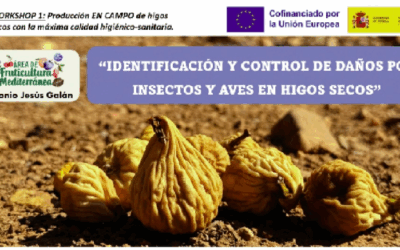 Aves, insectos y hongos pueden llegar a dañar entre el 8 y el 42% de los higos secos en campo