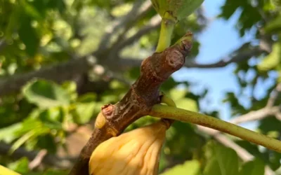 Extremadura concentra el 57% del cultivo de la higuera en España con 12.822 hectáreas