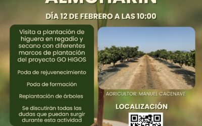 GO HIGOS realiza de la mano de CICYTEX una demostración de poda y replantación de higueras en Almoharín el día 12 de febrero