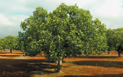 GO HIGOS trabaja en una marca de calidad para el higo extremeño que supone el 57% del cultivo español